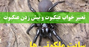 تعبیر خواب عنکبوت و نیش زدن عنکبوت و عنکبوت سیاه و بزرگ