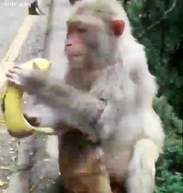 تعبیر خواب میمون و غذا دادن به میمون - تعبیر خواب حرف زدن با میمون