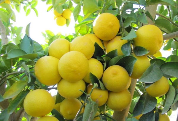 تعبیر خواب لیمو و لیموی سبز و خشک - تعبیر خواب خوردن لیمو شیرین