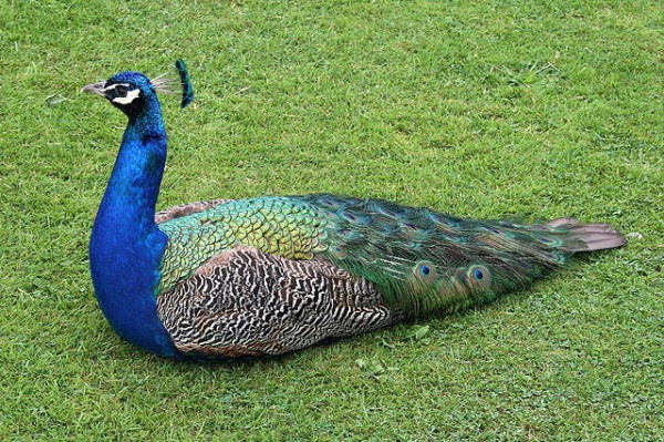 تعبیر خواب طاووس و شنیدن صدای طاووس و خوردن گوشت طاووس