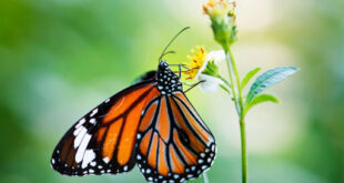 تعبیر خواب پروانه های رنگی بزرگ - تعبیر دیدن پروانه زیاد در خواب