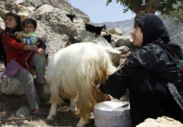 تعبیر خواب دوشیدن شیر از گوسفند - تعبیر شیر دوشیدن از گوسفند مرده