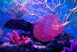 تعبیر خواب مرجان سفید دریایی - تعبیر انگشتر و تسبیح مرجان در خواب