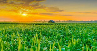 ذکر مجرب برکت کشاورزی و زیاد شدن محصول کشاورزی و مزرعه