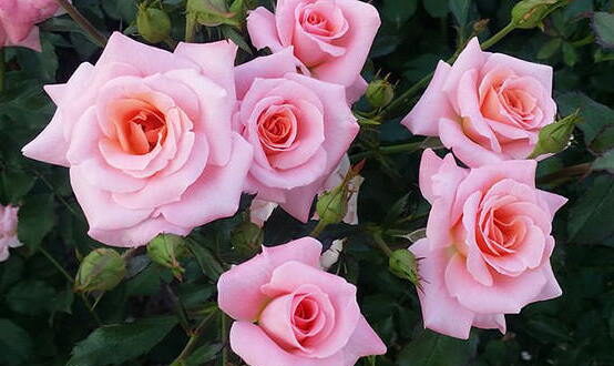 دعای ازدواج در مفاتیح الجنان برای آسان شدن ازدواج دختران و پسران