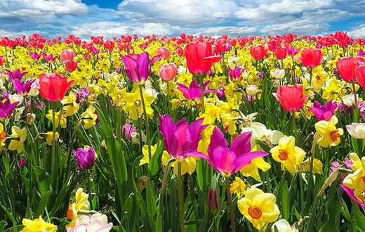 دعای بخت گشایی مهره مار,دعای مهره مار برای گشایش بخت سریع