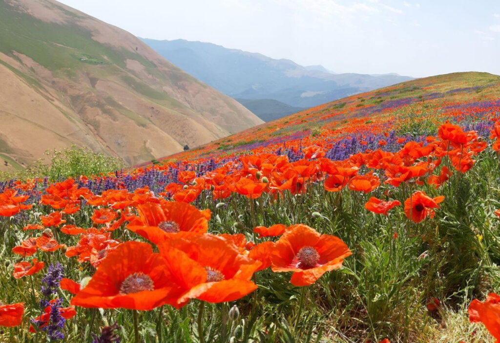 سوره طارق برای پیدا شدن گمشده و یافتن چیزهای گمشده