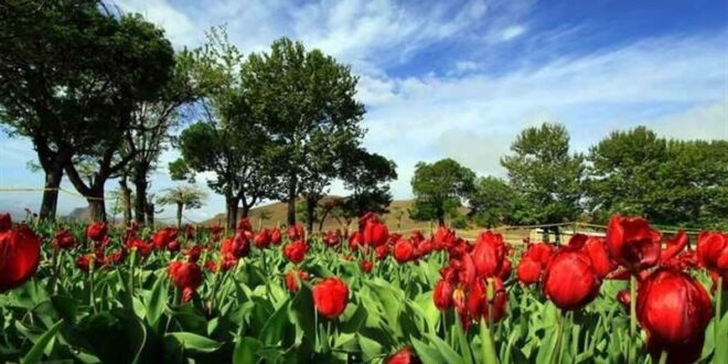 دعا برای استرس و تپش قلب,درمان تپش قلب و استرس با قرآن