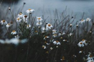 دعای دفع حشرات و حیوانات موذی از زندگی مجرب