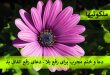 دعا و ختم مجرب برای رفع بلا - دعای رفع اتفاق بد