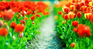دعای اللَّهُمَ یَا فَارِجَ الْهَمِ وَ یَا کَاشِفَ الْغَمِ برای رفع غم و ادای دین و قرض