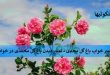 تعبیر خواب باغ گل محمدی - تعبیر دیدن باغ گل محمدی در خواب