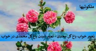 تعبیر خواب باغ گل محمدی - تعبیر دیدن باغ گل محمدی در خواب