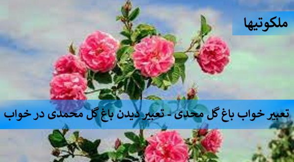 تعبیر خواب باغ گل محمدی - تعبیر دیدن باغ گل محمدی در خواب