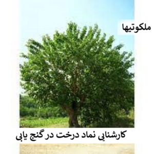 نماد درخت در گنج یابی - کارشناسی نماد انواع درخت در دفینه یابی