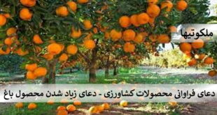 دعای فراوانی محصولات کشاورزی - دعای زیاد شدن محصول باغ