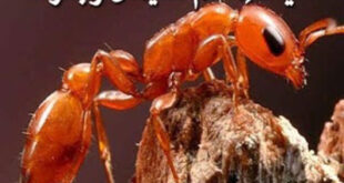 خواص آیه 18 سوره نمل برای دفع مورچه و دور کردن مورچه از خانه