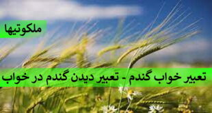 تعبیر خواب گندم - تعبیر دیدن گندم در خواب