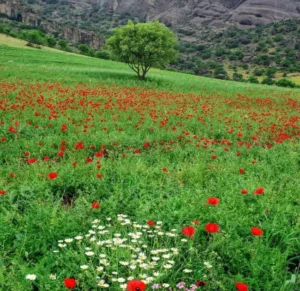 آیه ای از قرآن برای آمدن خواستگار و جذب خواستگار و افزایش خواستگار