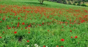 آیه ای از قرآن برای آمدن خواستگار و جذب خواستگار و افزایش خواستگار