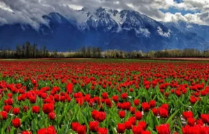 خواص سوره مرسلات برای پیروزی بر دشمنان و نابودی و شکست دشمنان
