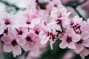 دعایی مجرب از امام صادق در اصول کافی برای زیاد شدن رزق و روزی