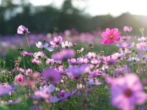 دعایی که خواندن آن تمام غم و غصه ها را از بین می برد