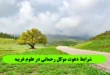 شرایط دعوت موکل رحمانی,نحوه احضار و دعوت موکل رحمانی