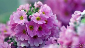 آیات قوی و مجرب قرآنی برای زبان بندی و بستن زبان دشمن تضمینی