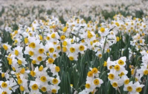 خواص آیه 101 سورہ یوسف برای مطیع شدن مرد یا زن در زندگی
