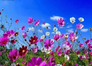 دعای تسخیر قلب با نمک برای تسخیر قلب و جلب محبت معشوق
