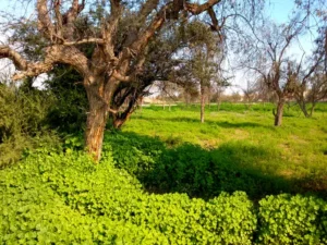دعای مجرب برای رفع بدبینی و شک شوهر و سر به راه کردن شوهر