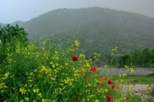 برای خوشختی و سعادت و ازدواج موفق چه دعایی بخوانیم؟