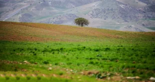 دعای یا جامِعَ الناس لِیَومٍ لارَیبَ فیه برای آمدن خواستگار و یافتن زوج مناسب