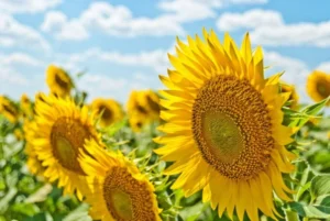 رقیه شرعی مجرب برای بستن زبان و زبان بند دشمنان و بدگویان