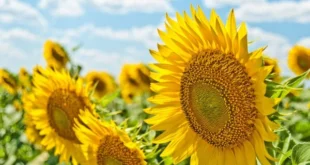 رقیه شرعی مجرب برای بستن زبان و زبان بند دشمنان و بدگویان