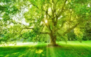 8 اسم از اسم های اعظم خداوند برای استجابت فوری حاجات