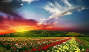 ذکر یا ذالجلال و الاکرام در سجده نماز برای برآورده شدن حاجت