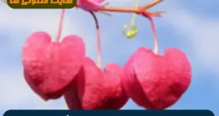 طلسم نمک دعای مجرب برای افزایش مهر و محبت و بیقراری معشوق