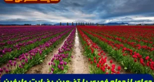 دعای ازدواج فوری با تضمین رضایت طرفین و خانواده ها 100% تضمینی و مجرب