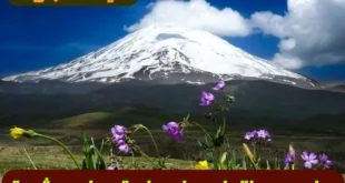 دعای سریع‌الاجابه برای حاجت روایی و ثروت: ختم مجرب سوره یس به نیت امام رضا (ع)