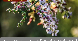 آیات شفابخش قرآن برای درمان بیمار | روش خواندن آیات سوره روم برای بهبود حال مریض