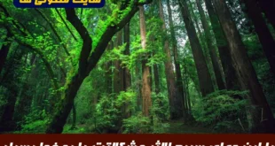 با این دعای سریع الاثر مشکلاتت را به خدا بسپار | دعای گره‌ گشایی و حل مشکلات