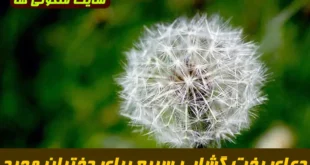 دعای بخت‌ گشایی سریع برای دختران مجرد | نسخه تضمینی ازدواج فوری