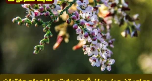 دعای تضمینی باز شدن بخت و ازدواج دختران با دعای چهل کلید و نماز هفت بانو | راهکار معنوی برای ازدواج آسان و سریع