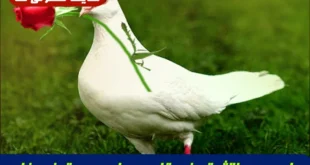 دعای سریع‌ الاثر تسخیر قلب و جلب محبت فرد خاص از راه دور