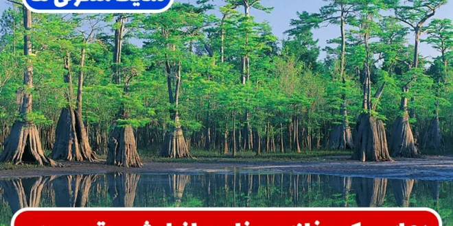 دعای برکت خانه و مغازه همراه با آیات قرآنی برای جذب رزق و روزی