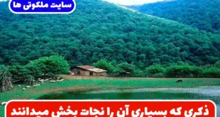 ذکری که بسیاری آن را نجات‌ بخش میدانند برای افرادی که هیچ راهی برای مشکلاتشان پیدا نمیکنند