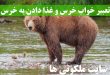 تعبیر خواب خرس و غذا دادن به خرس - تعبیر خرس سفید و قهوه ای در خواب