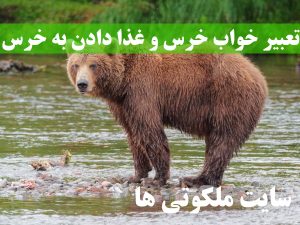 تعبیر خواب خرس و غذا دادن به خرس - تعبیر خرس سفید و قهوه ای در خواب